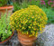Signet MARAVILLA - Balcón - Limón Gem - Tagetes tenuifolia - 500 semillas