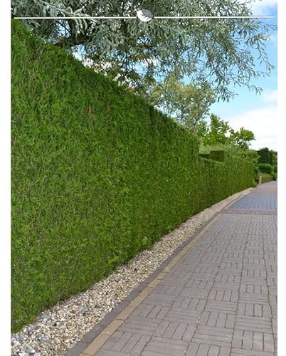 Lebensbaum Thuja Brabant 200-225 cm. 15 Thuja Pflanzen. Sichtschutz Hecke