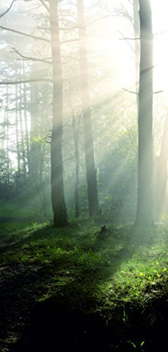 Melis-Folienwerkstatt Türtapete Türposter selbstklebend – Sonnenstrahlen im Wald - 90x205cm und 100x210cm - Fototapete Poster Türfolie Tapete – T00161