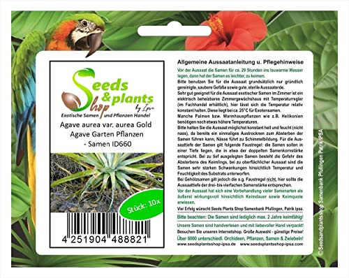 Stk - 10x Agave aurea var. aurea Gold Agave Garten Pflanzen - Samen ID660 - Seeds & Plants Shop by Ipsa