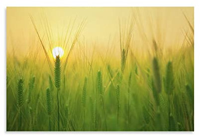 flechr Gerstenfeld, Weizen, Landwirtschaft, Pflug, Bauernhof, Bilddruck, Leinwand, Poster, Wandfarbe, Kunst, Poster, Dekoration, moderne Heimkunstwerke, 40 x 60 cm