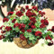 Saterkali Seltene Geranienblüten-Samen, 20 Stück, seltene Geranienblüten-Samen, Rosen-Pelargonien-Pflanze, mehrjährige Dekoration