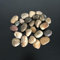 1Buy UK 1kg Assorted Coloured Natural Decorative Stones Pebbles Craft Table Decoration Pot Vase Fillers Garden Weddings Rocks Aquarium (Natural Large)