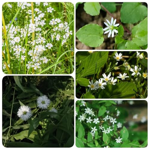 400 pcs Vogelmiere Pflanze Samen - indoor kräutergarten, zimmerpflanzen samen Stellaria media, küchenkräuter samen bodendecker pflanzen winterhart kräuter samen bodendecker winterhart