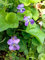 Portal Cool 10 Duftveilchen Samen Native Wildflower