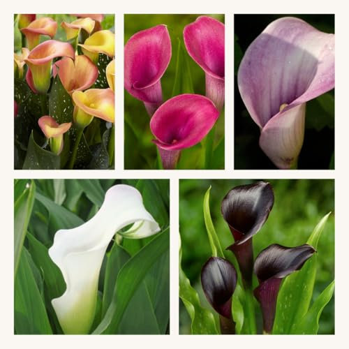 Zantedeschia Mixed x 10 Large Flower Bulbs Calla Lily. Beautiful Bright Colourful Summer Flowers. Easy to Grow