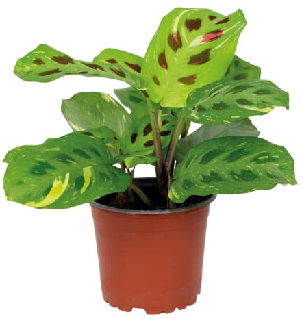 Bloomique - Maranta Variegata - Gebetspflanze - Zimmerpflanzen - Luftreinigend - Höhe 10-15 cm - Topf 12 cm