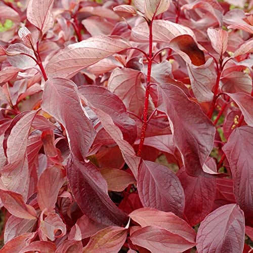 GARTEN SCHLÜTER® Rotholziger Hartriegel 'Baton Rouge'