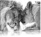 Pixxprint Bezauberndes kuschelndes Löwenpaar B&W, Größe: 60x40cm, Leinwandbild, fertig gespannt, Wandbild, Dekoration, Kunstdruck, kein Poster
