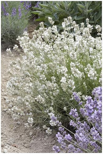 1 x Lavandula angustifolia 'Alba' (Staude/Stauden/Winterthart/Mehrjährig) Echter Lavendel - Stecklingsvermehrt - Tolle weiße Blüten - Sehr Insekten- und Bienenfreundlich - von Stauden Gänge
