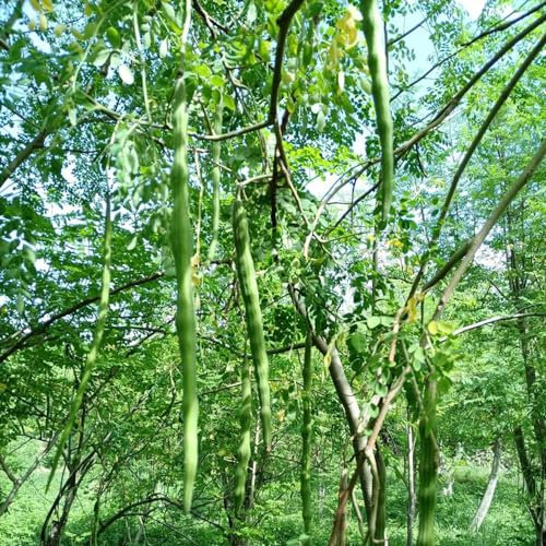 100 pcs moringa samen zum pflanzen, balkon pflanze, gartenpflanzen winterhart moringa baum kaufen saatgut, bio saatgut zimmerpflanzen echt, kübelpflanzen samen geschenk, exotische