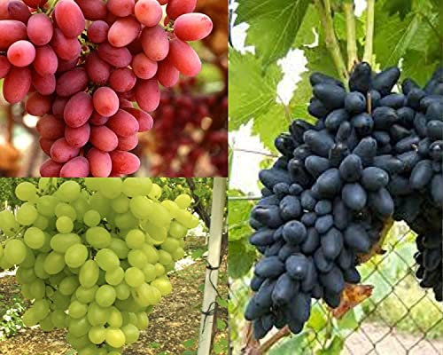9 PIANTE UVA DA TAVOLA 3 VARIETA' NERA,ROSA,BIANCA SENZA SEMI,RESISTENTI, GRANO CROCCANTE