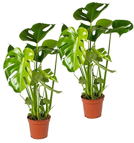 Bloomique - 2er Set - Monstera Deliciosa - Fensterblatt - Zimmerpflanzen - Pflegeleicht - Luftreinigend - Höhe 50-70 cm - Topf 17 cm