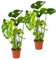 Bloomique - 2er Set - Monstera Deliciosa - Fensterblatt - Zimmerpflanzen - Pflegeleicht - Luftreinigend - Höhe 50-70 cm - Topf 17 cm