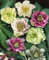 Helleborus x orientalis 'Double Ellen Red' ca. 11x11 cm Topf - Christrose, rote gefüllte Blüten, Blütezeit Februar-April, ideal für schattige Beete, winterhart und pflegeleicht