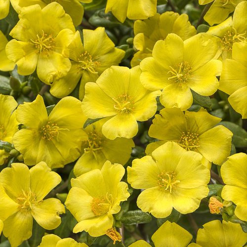 200 Seeds - Moss Rose (Portulaca) - Gelb