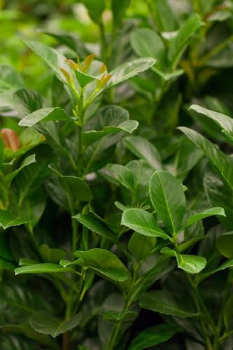 Prunus laurocerasus 'Etna' 15–20 cm – Immergrün, Winterhart, Pflegeleicht – Kirschlorbeer – Heckenpflanze für Garten & Sichtschutz