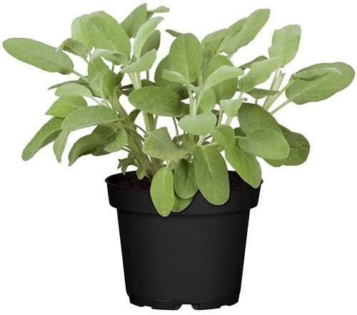 100 semi di salvia verde