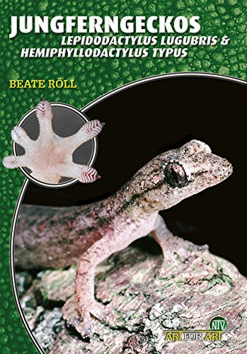 Jungferngeckos: Lepidodactylus lugubris & Hemiphyllodactylus typus (Art für Art)