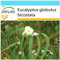 SAFLAX - Geschenk Set - Eucalyptus (bicostata) - 100 Samen - Mit Geschenk- / Versandbox, Versandaufkleber, Geschenkkarte und Anzuchtsubstrat - Eucalyptus globulus
