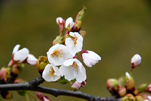 Tokio Kirsche Prunus yedoensis Containerware 60-100 cm