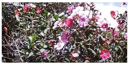 Stk - 10x Tibouchina lepidota Anden Veilchenbaum Garten Pflanzen - Samen ID1610 - Seeds & Plants Shop by Ipsa