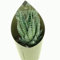 Pianta di Aloe tiki thai in vaso di diametro 10 cm, pianta vera da inerno.