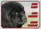 Petsigns Hundeschild - schwarzer Neufundländer (Neufi) - TOP Warnschild aus Metall, DIN A4