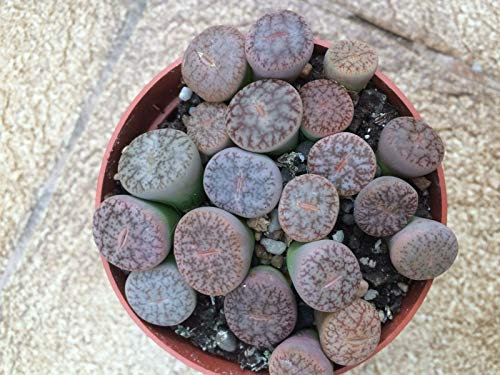 Portal Cool Lithops lebendigen Steine â€‹â€‹Dies ist für drei der Lithops Gezeigte GroÃŸe Star Pack