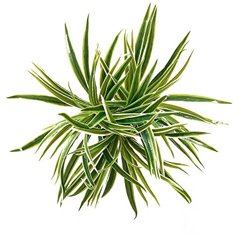 N\A 3 PCS Artificial Spider Leaves Plant Simulation Greenery Grass Faux Chlorophytum Orchid Bush Indoor Outdoor Home Garden Office Decoration, Green With White