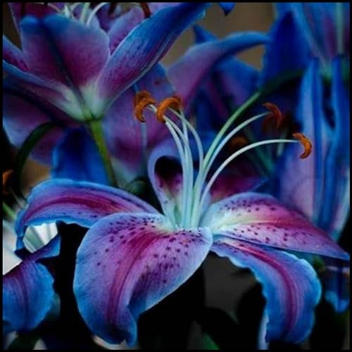 Lilium martagon zwiebeln,winterharte Blumenzwiebeln,lilien deko,lilien zwiebeln winterhart mehrjährig,Frühlingsblüher,lilien im topf,geeignet für die Feiertage,lilien knollen.-2 zwiebeln-A