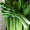 250 Semillas de achicoria silvestre - verduras ensalada antigua, semillas campesinas reproducibles - SemiSauvage