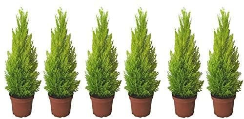 Cupressus Macrocarpa - Goldcrest - Lemon Scented Conifer 6 x 14cm Pots (Live Plants)