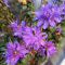 semi di bonsai di azalea semi piante piante da giardino resistenti resistenti per il giardino bonsai sospese perenni pianta da balcone balcone azalea pianta sempreverde in vaso 350pcs