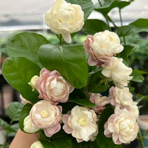 jasminsamen duftend, steingarten winterhart garten Jasminum für pralle sonne balkon 80pcs