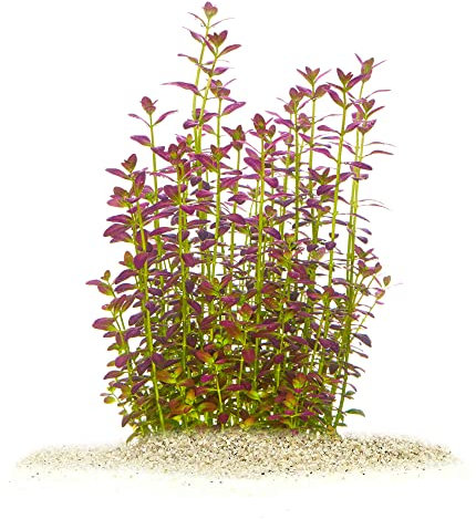 Rotala ramosior Florida Plantes aquatiques pour aquarium