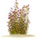 Rotala ramosior Florida Plantes aquatiques pour aquarium