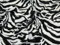 147,3 cm breit Animal Zebra Print Polyester Velboa Stoff – Meterware