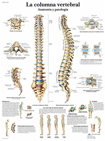 3B Scientific Papier bedruckt, die Wirbelsäule, Anatomie und Pathologie, 1