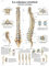 3B Scientific Papier bedruckt, die Wirbelsäule, Anatomie und Pathologie, 1