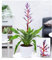 BALDUR Garten Aechmea Blue Rain, 1 Pflanze, Luftreinigende Zimmerpflanze, unterstützt das Raumklima, Bromelie, blühende Zimmerpflanze, mehrjährig - frostfrei halten, blühend