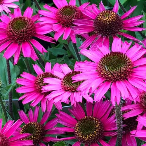 Echinacea purpurea Baby Swan | Bienfreundliche Staude von Intragarten | winterhart und mehrjährig | Sonnenhut im Topf gewachsen (Baby Swan Pink)
