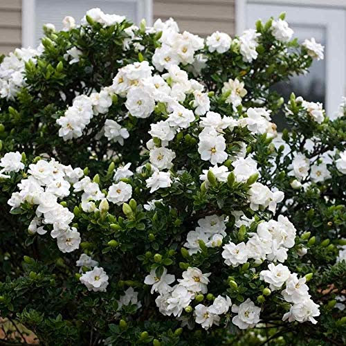 Jazmín Capo - Gardenia Jasminoides - 100 Semi - Arbusto - Perfumado - Ornamental