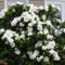 Jazmín Capo - Gardenia Jasminoides - 100 Semi - Arbusto - Perfumado - Ornamental