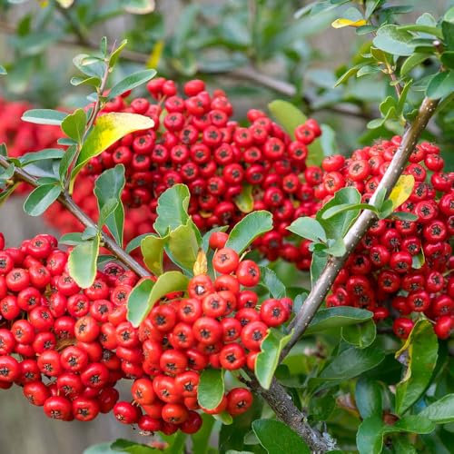 YouGarden Pyracantha 'Red Column', Established Plant in 2L Pot, 40-60cm Tall, Ready to Plant, Flowering Hedge for Privacy, Autumn Berry Produced for Wildlife