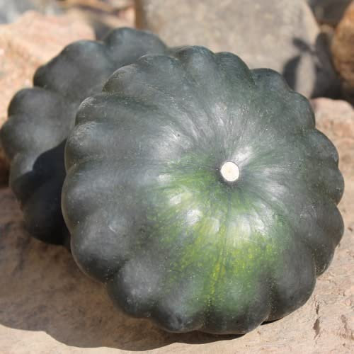 ZUCCA GAGAT NR.50 SEMI
