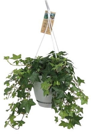 Hedera Helix - Gemeiner Efeu - Zimmerpflanze - Ø17cm - ↑95cm