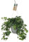 Hedera Helix - Gemeiner Efeu - Zimmerpflanze - Ø17cm - ↑95cm