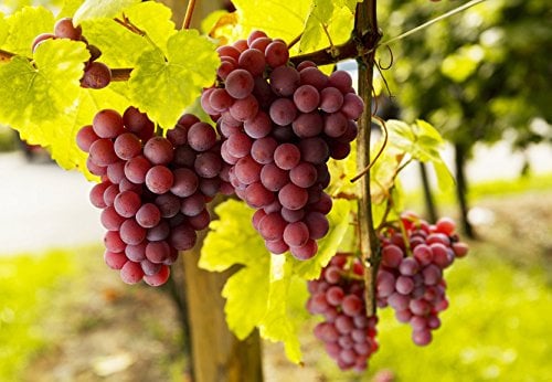 Weintrauben Pflanzen kernlos Suffolk Red Weinrebe winterhart Weintraube pilzfest Wein rosa Frücht 60-100 cm im Topf