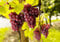 Weintrauben Pflanzen kernlos Suffolk Red Weinrebe winterhart Weintraube pilzfest Wein rosa Frücht 60-100 cm im Topf